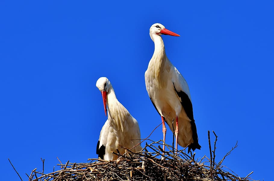 dois, branco, pássaros pelicanos, ninho, Cegonhas, Par, Pássaros, Cegonha, Voar, cegonha chocalho