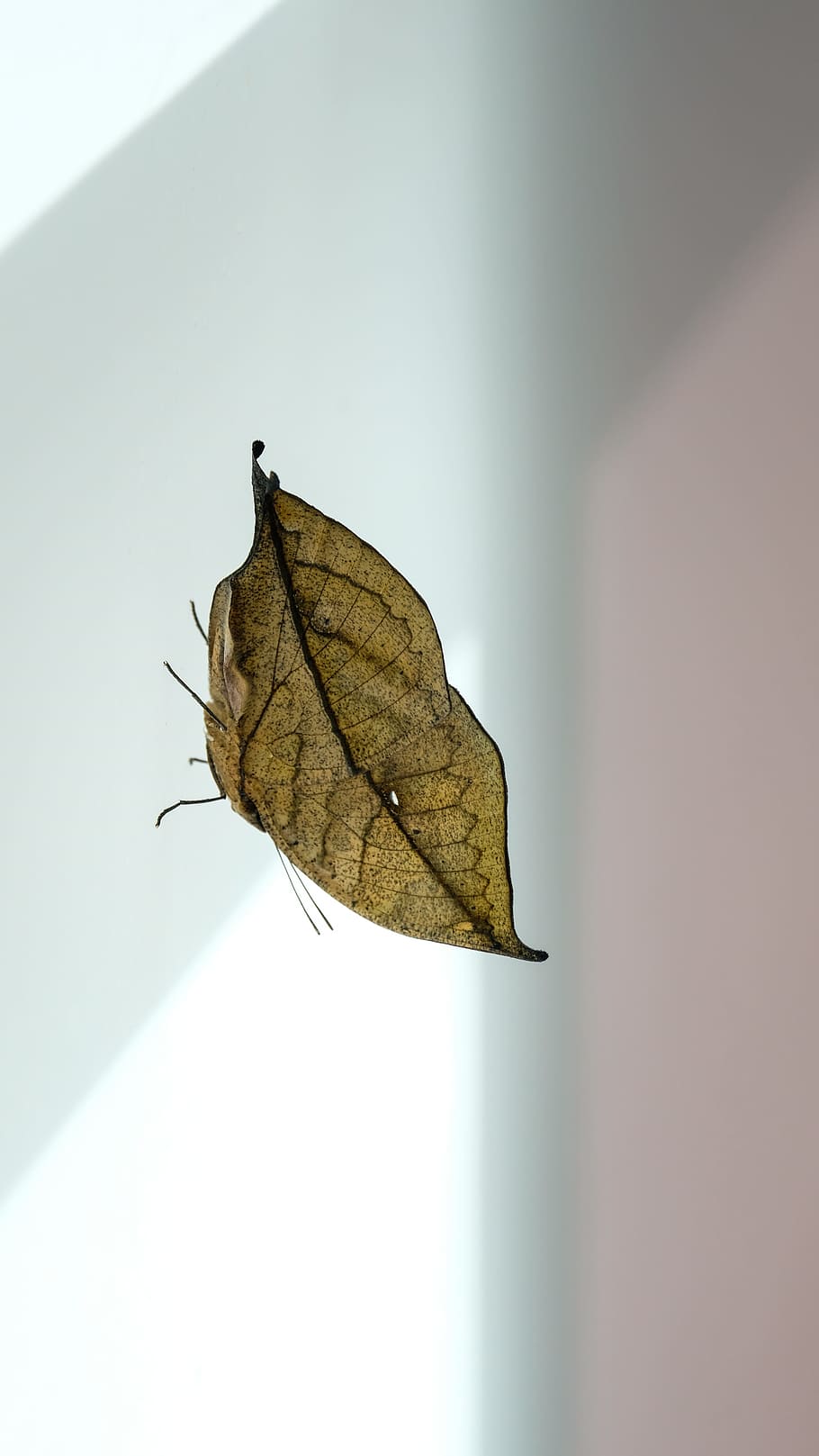 butterfly, indian journal, nature, leaf, plant part, close-up, vulnerability, dry, fragility, autumn