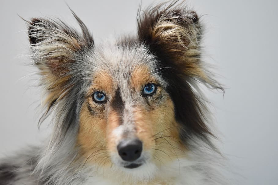 dog, young bitch, dog shetland sheepdog, dog blue eyes, color blue merle, bitch nobility-blue, pure breed, portrait dog shetland sheepdog, canine, doggie