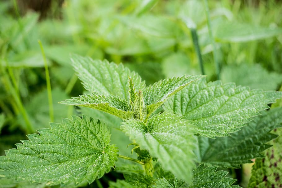 shallow, focus photo, green, leafed, plant, stinging nettle, pus nettle, nature, nettle, weed