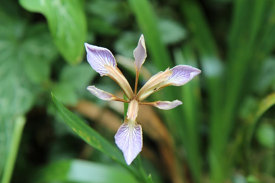 iris, iris salvaje, iris morado, flor de iris, planta floreciendo, planta,  flor, belleza en la naturaleza, crecimiento, fragilidad | Pxfuel