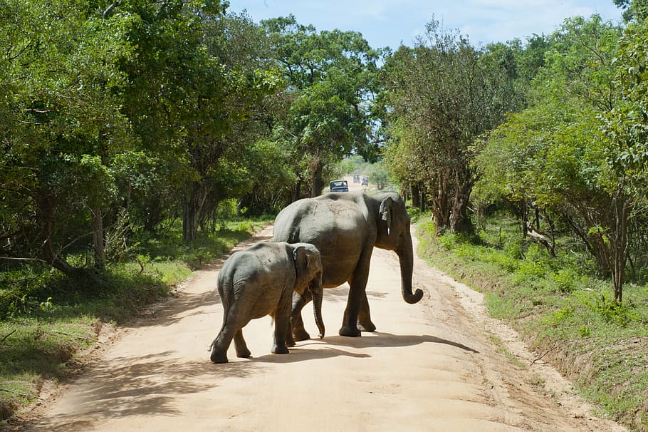 dois, elefantes, estrada, animais selvagens, natureza, mamífero, animal, floresta, elefante, ensolarado