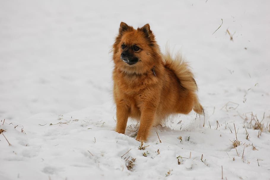 pointed tip, dog, snow, pets, animal, cute, purebred Dog, canine, winter, mammal