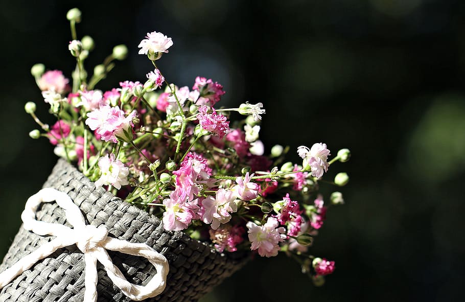 pink, white, flowers, bouquet, daytime, bag gypsofilia seeds, gypsophila, bag, ornamental flower, ornamental plant