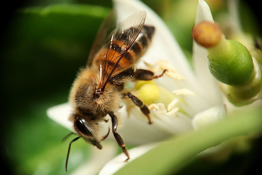 bee, obrera, flower, pollen, nectar, nature, animal wildlife, invertebrate, animal, insect