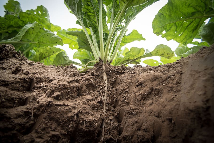 green leafed plant, Agriculture, Sugar Beet, Turnip, Beets, beet cultivation, sugar produtktion, field, arable, earth