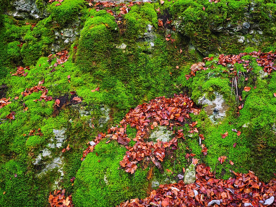 stones, leaves, autumn, moss, bemoost, green, overgrown, of course, forest, forest floor