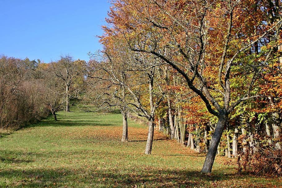 Free download | brown, trees, blue, sky, daytime, orchard, apple trees