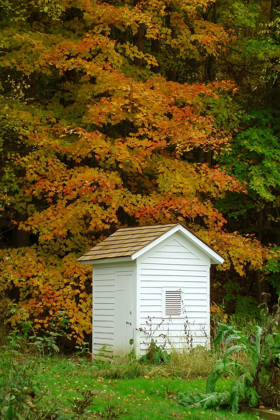 outhouse, woods, trees, white, painted, isolated, plant, autumn, change, nature