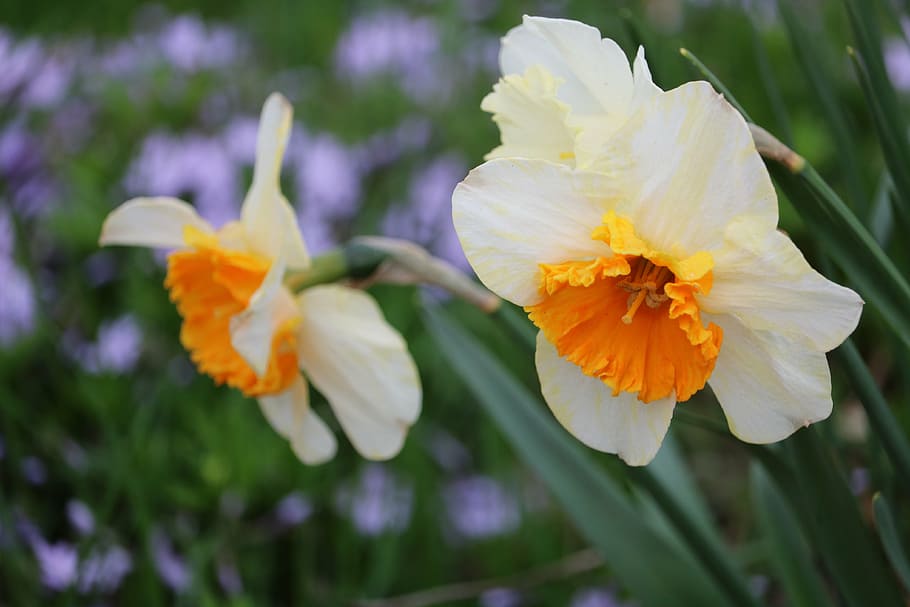 daffodils, flowers, spring, blooming, nature, green, garden, floral, blossom, narcissus