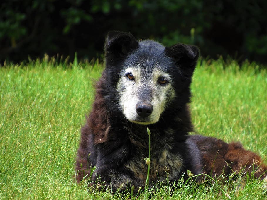 Old, Dog, Canine, Pet, Cute, Adorable, lying, animal, mammal, pets