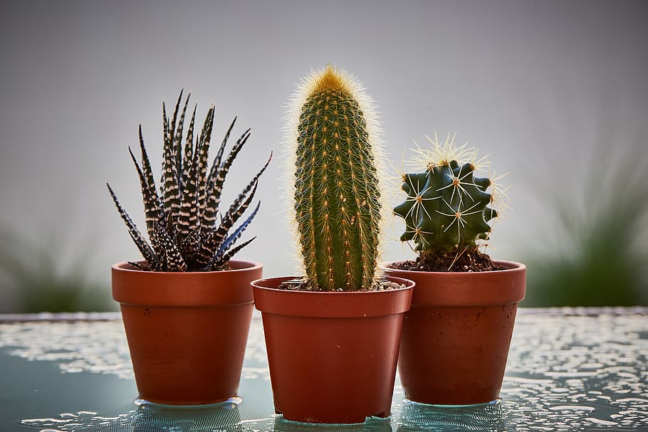 cactus, pots, garden, plants, cacti, botanical, water, gardening, potted, succulent plant