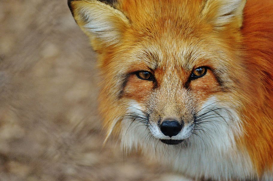 close-up photo, red, fox, fuchs, wildpark poing, animal, wildlife photography, nature, animal world, animal portrait