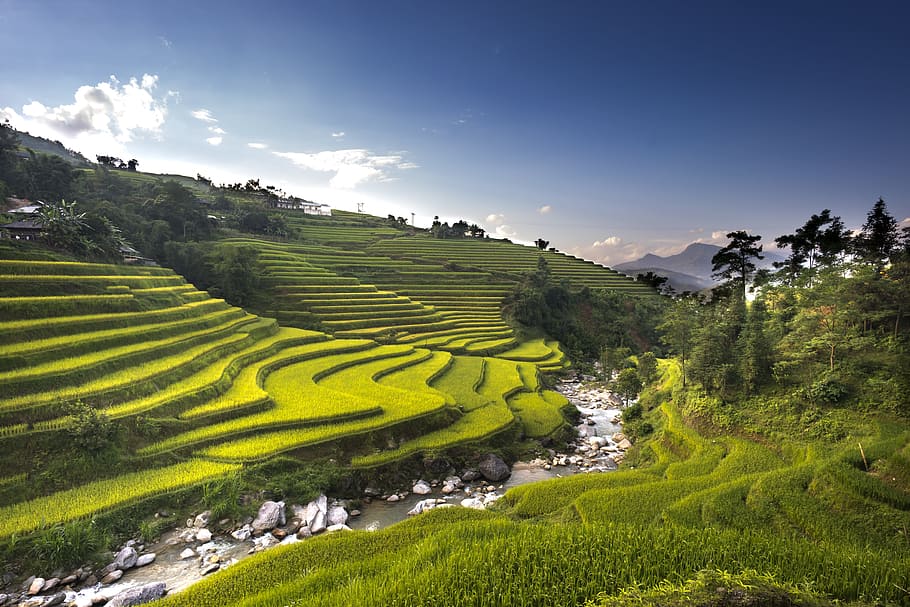 aerial, rice terraces, daytime, vietnam, rice, rice field, ha giang, terraces, hoang su phi, travel