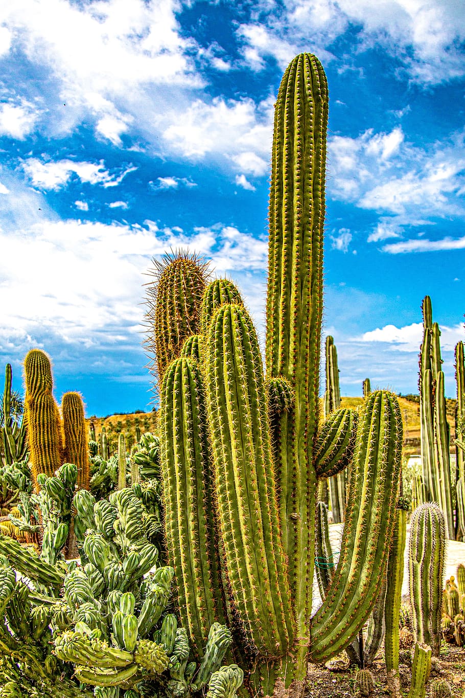 cactus, jardín, cielo, naturaleza, verde, botánica, flora, planta suculenta, crecimiento, cactus saguaro