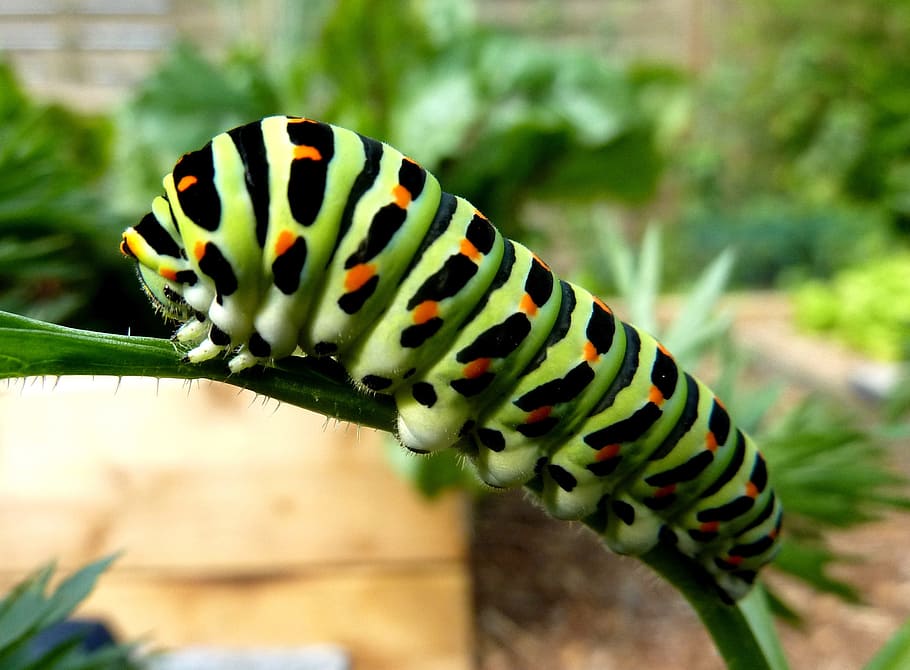 Caterpillar, Swallowtail, Serangga, hijau, lemak, satu hewan, tema hewan, satwa liar, tanda-tanda hewan, belang