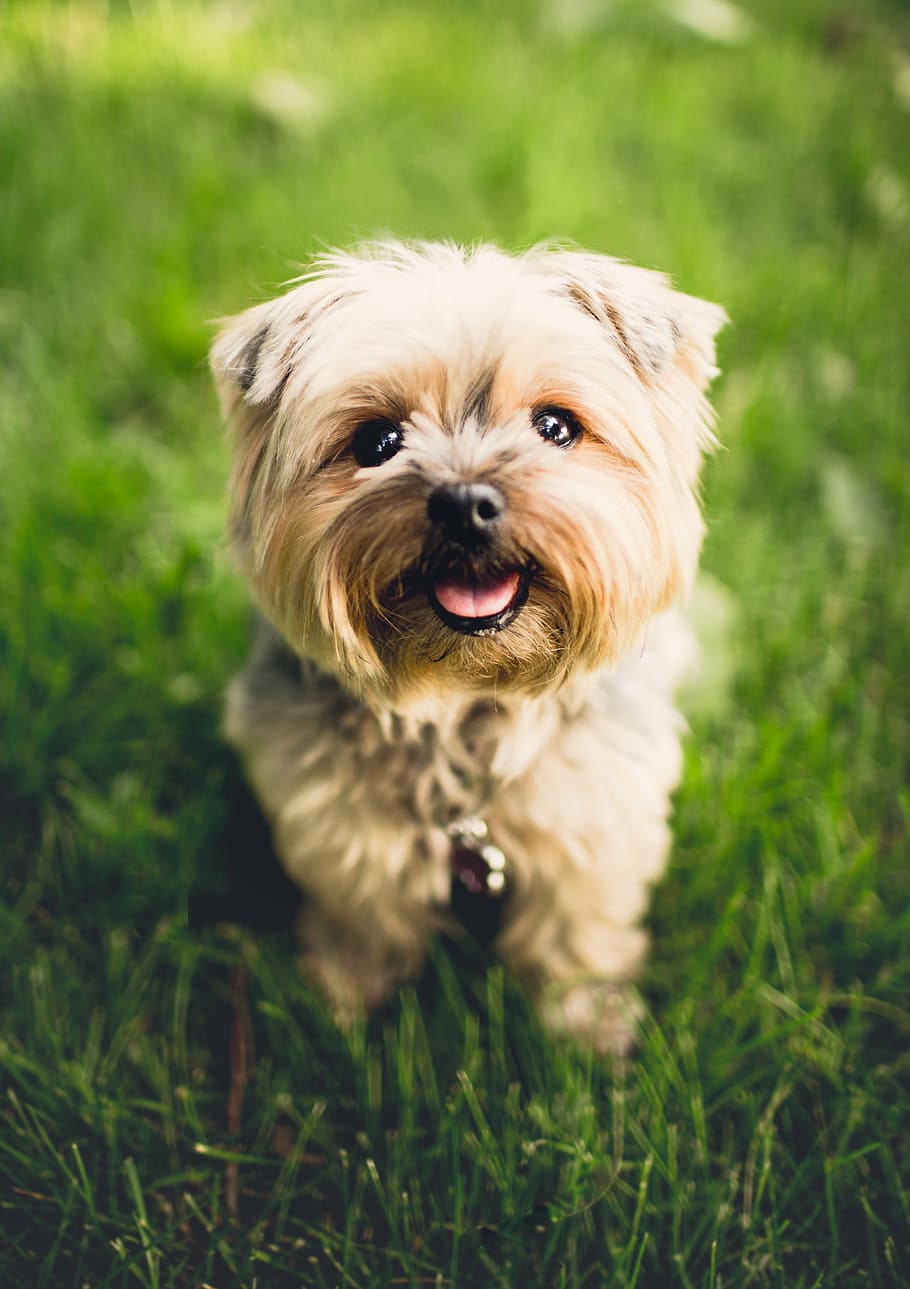 fotografía de primer plano, Norwich Terrier, de pie, verde, hierba, blanco, Wesley, cachorro, mascota, afuera