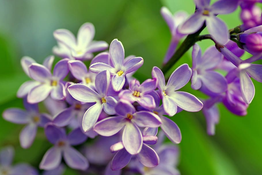 purple lilac flower, purple, Lilac, flower, bush, flowers, garden, macro, violet, without