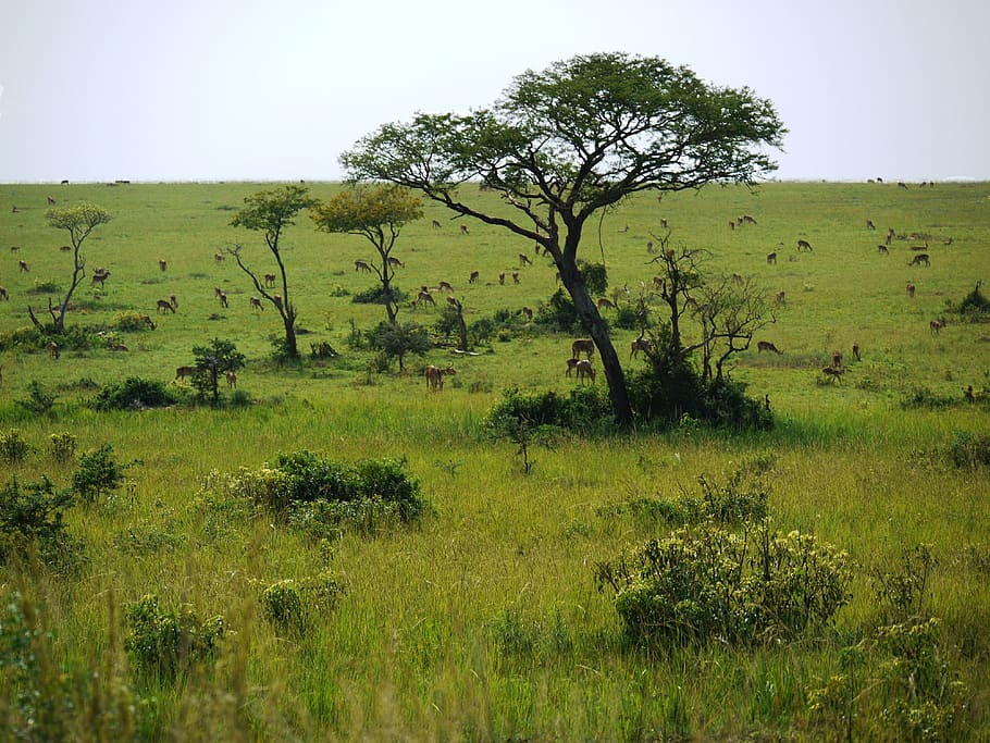 savannah, uganda, wild animals, dom, wide, antelope, gazelle, flock, wilderness, animal world