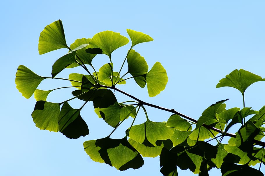 ginkgo, gingko, biloba, leaves, bokeh, green, leaf, branch, nature, japan