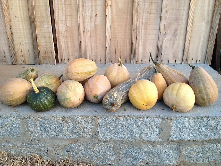 Pumpkin, Vegetables, Harvest, agriculture, jerk, st john, food and drink, healthy eating, day, freshness