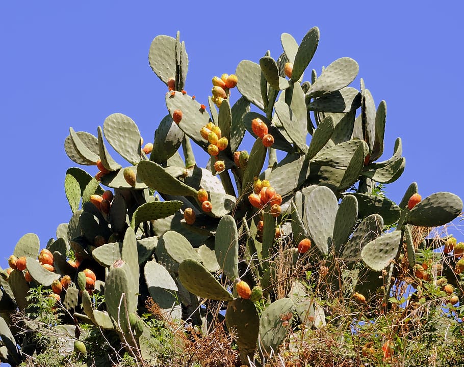 prickly pears, succulent plant, sky, green, nature, growth, plant, beauty in nature, flower, freshness