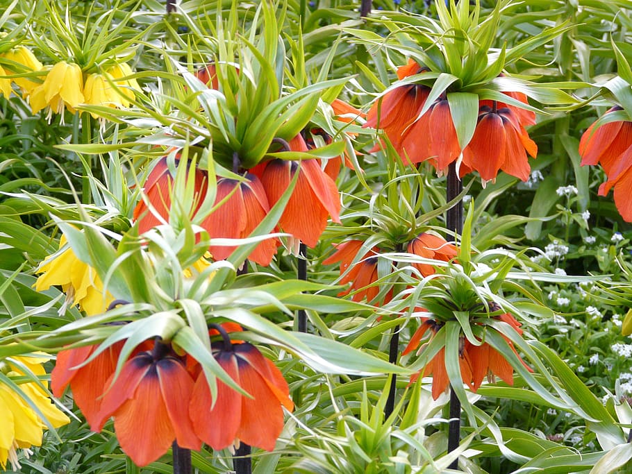 Imperial Crown, Flower, Blossom, Bloom, yellow, orange, fritillaria imperialis, fritillaria, lily family, liliaceae