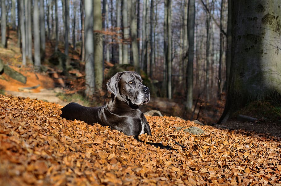 great dane, watches, dog, autumn, one animal, canine, animal themes, mammal, forest, tree