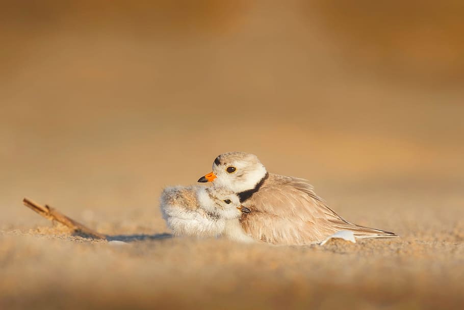 landscape photography, two, birds, sand, daytime, two birds, chick, mother, wildlife, protection