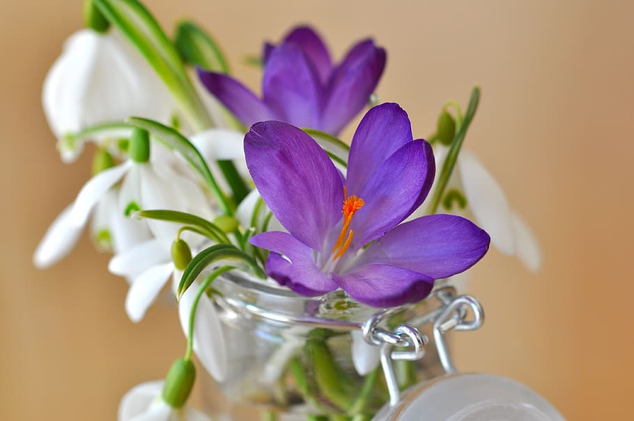 selective, focus photography, purple, petaled flowers, crocus, violet, snowdrop, lily of the valley, flowers, plant