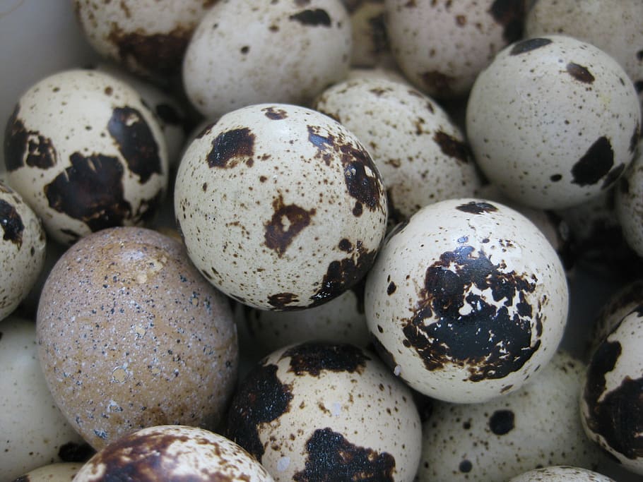 quail, egg, patch, places, little, shell, food, quail - Bird, animal Egg, food and drink