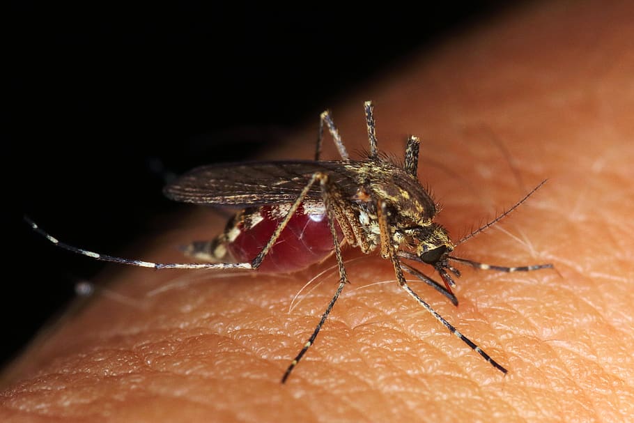 nyamuk, menggigit, serangga, alergi, gigitan, parasit, bug, musim panas, darah, manusia