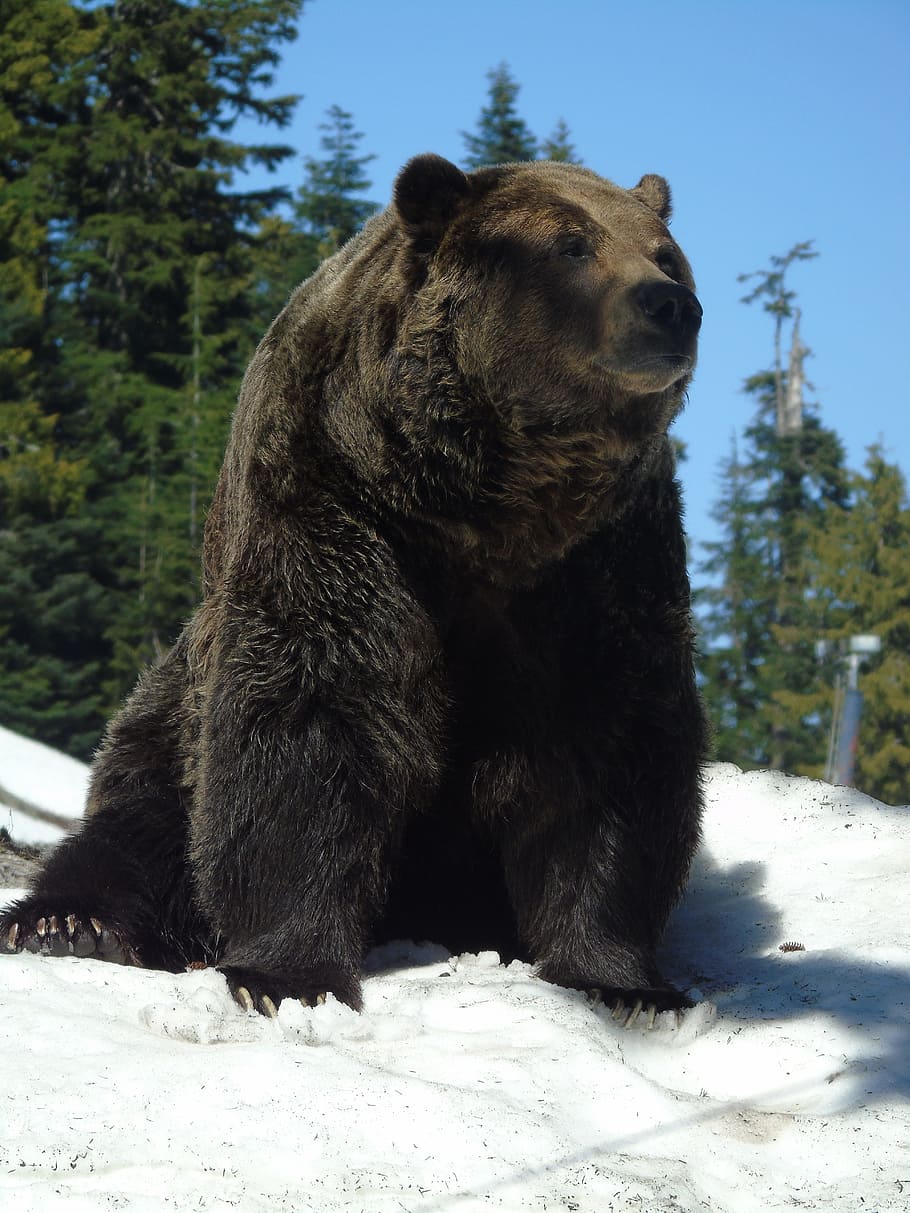 動物 クマ カナダ 旅行 バンクーバー 哺乳類 動物のテーマ 一匹の動物 脊椎動物 寒さ Pxfuel
