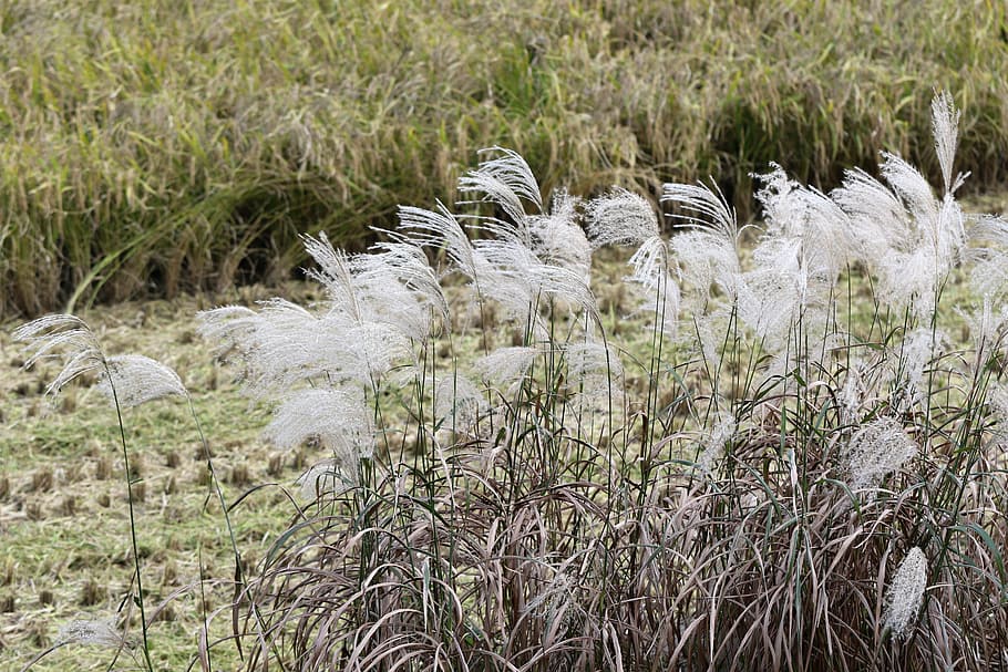 autumn, reed, rice paddies, silver grass, landscape, nature, silver pool, plants, harvest, plant