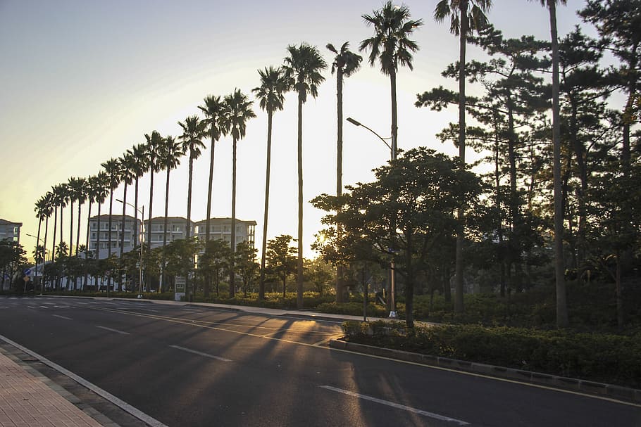 early in the morning, sunshine, sunny days, palm trees, road, empty streets, tree, plant, palm tree, nature