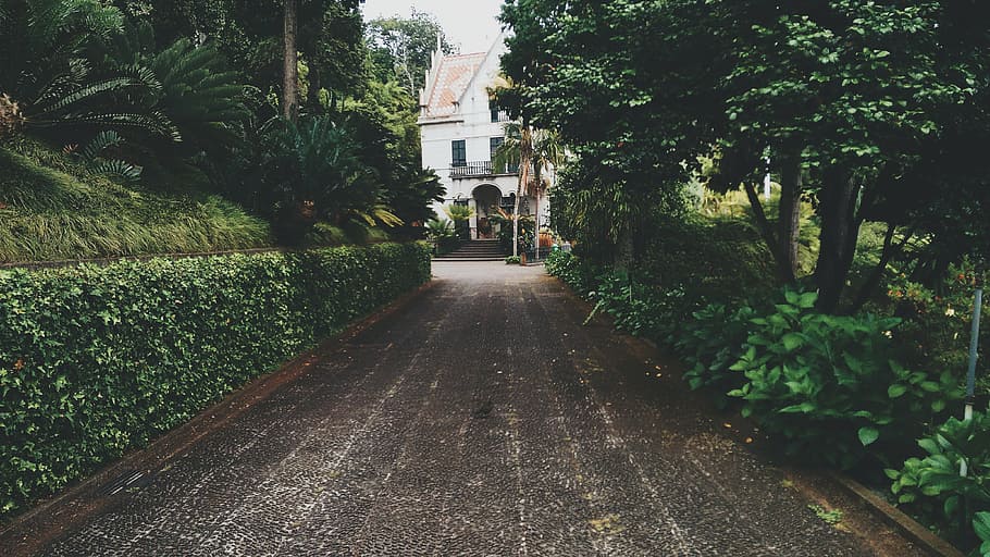 road, green, leaf plants, photography, brown, concrete, besides, plants, pathway, house