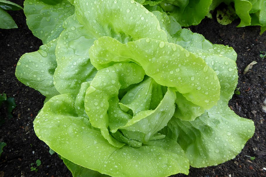 lettuce, salad, leaf lettuce, green, vegetables, cold food, bio, frisch, food, eat