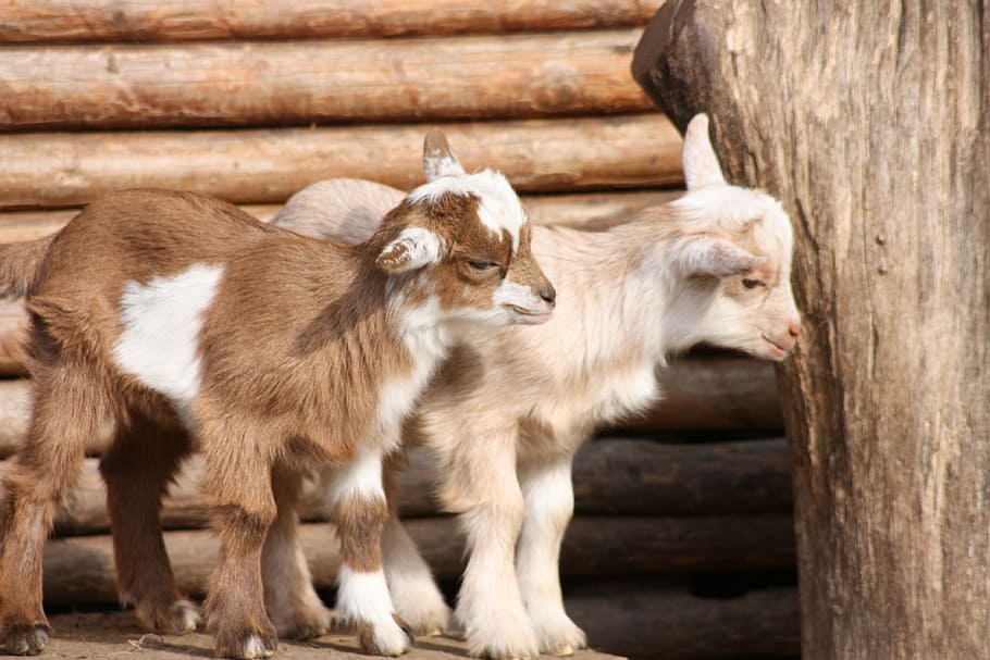 two, white, brown, goats, surface, babies, wildlife park, animal themes, group of animals, mammal