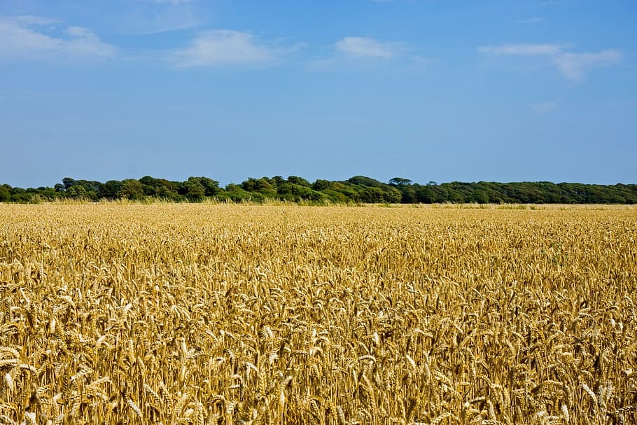 wheat field, wheat, landscape, golden, gold, blue, sky, beautiful, view, agriculture