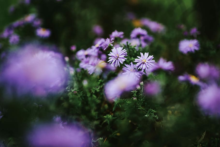 紫の花のクローズアップ, 紫, 花, クローズアップ, 植物, 草原, バイオレット, 自然, 夏, 屋外