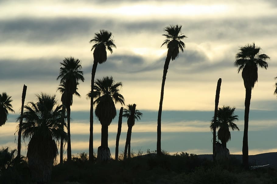 silhouette, coconut palm trees, sunset, silhouettes, palms, trees, oasis of mara, twenty nine palms, california, usa