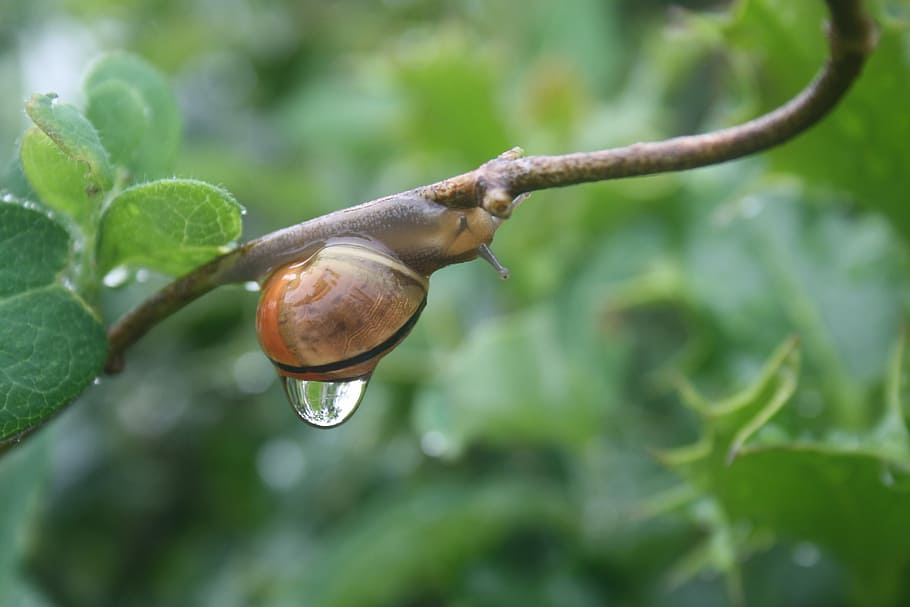 snail, rain, sweating, speed, plant, close-up, leaf, growth, focus on foreground, plant part