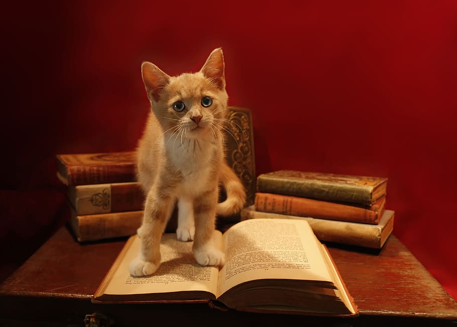 orange, tabby, cat, top, book, table, domestic, little, cute, kitten