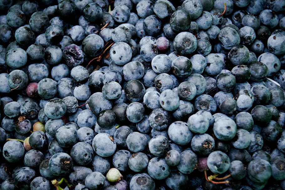 blueberry, buah-buahan, makanan, sehat, buah, makan sehat, berry fruit, makanan dan minuman, kesejahteraan, bingkai penuh