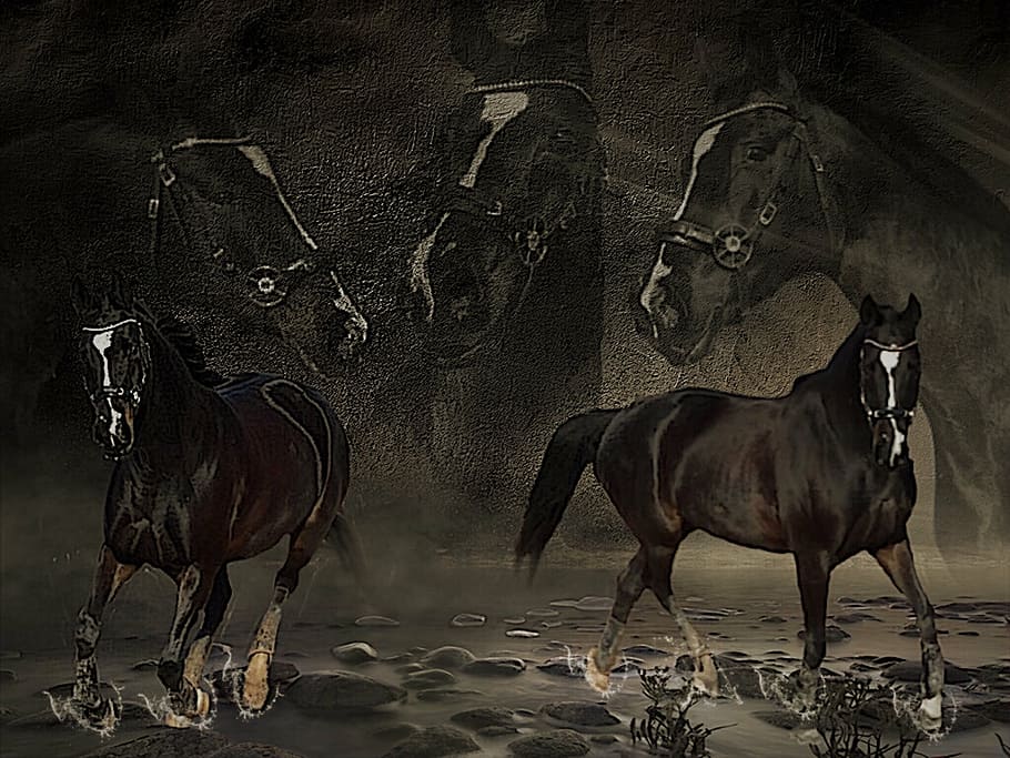 pintura, dois, preto, cavalos, colagem, nevoeiro, água, cabeça, são indescritíveis, photoshop