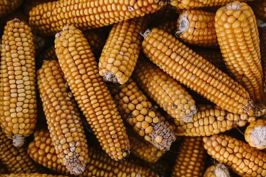yellow, cooking, cereal, corn, corncob, maize, Corncobs, food and drink, vegetable, food