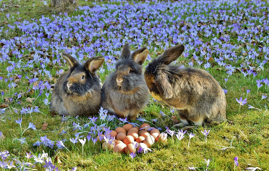 three, brown, rabbits, eggs, purple, flower field, daytime, rabbit, easter, easter bunny
