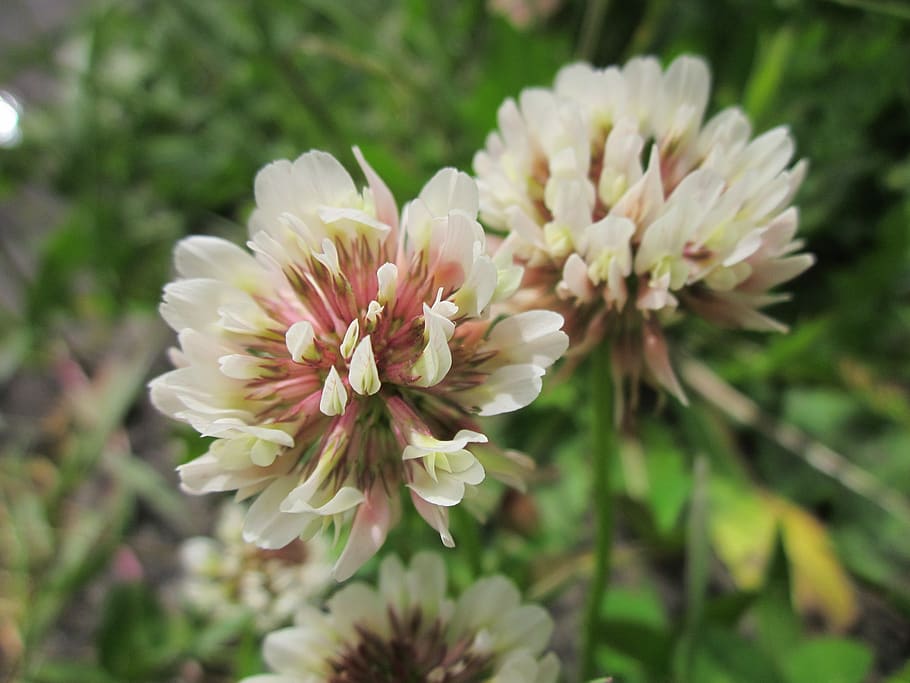trifolium repens, white clover, dutch clover, wildflower, flora, macro, inflorescence, blossom, botany, plant
