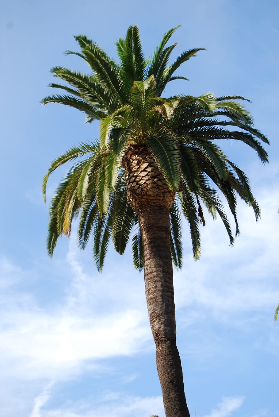 Palm, Sun, Summer, Tree, Nature, summer, tree, sky, palm tree, low angle view, day