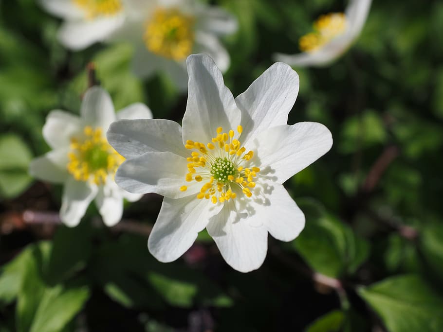 wood anemone, blossom, bloom, flower, white, anemone nemorosa, anemone, hahnenfußgewächs, ranunculaceae, beautiful